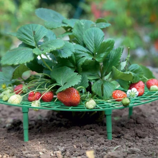 Berryrack Strawberry Planting Frame | BUY 2 GET 1 FREE (3PCS)