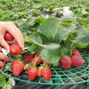 Berryrack Strawberry Planting Frame | BUY 2 GET 1 FREE (3PCS)